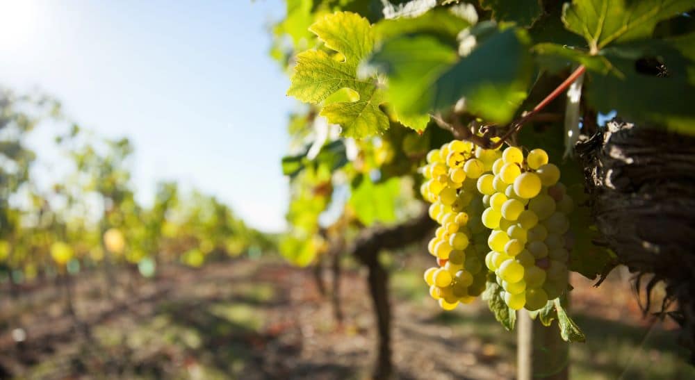 Les étapes importantes de la fabrication du vin