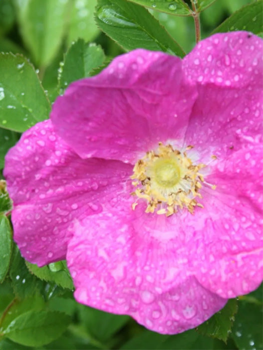 Wild Rose Syrup - Gourmet Sauvage